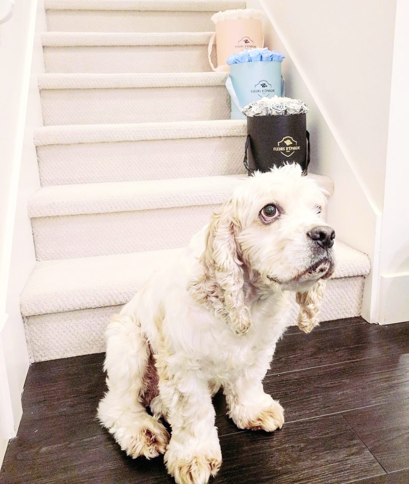 Happy National Dog Day 2018