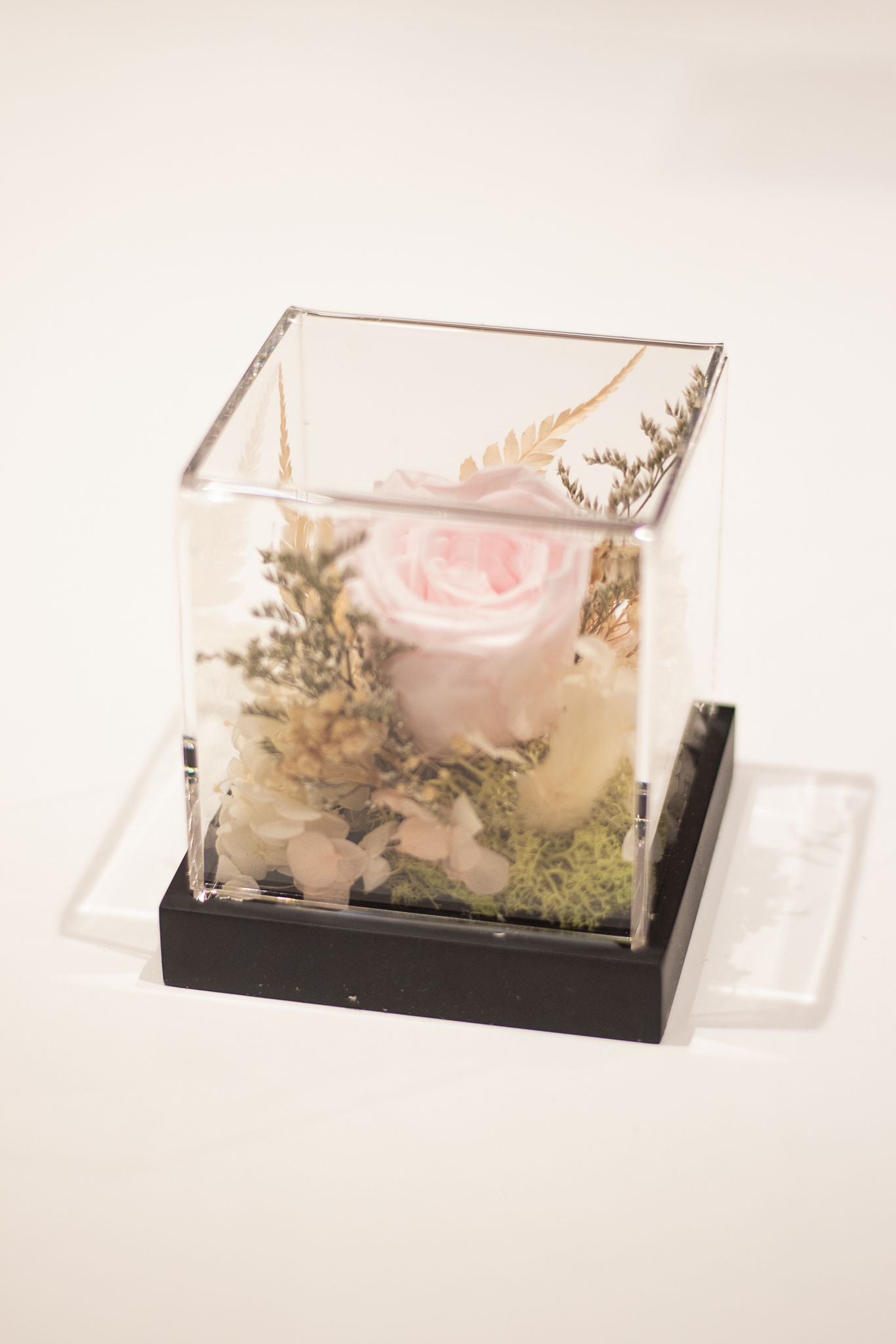 Rosalia Box