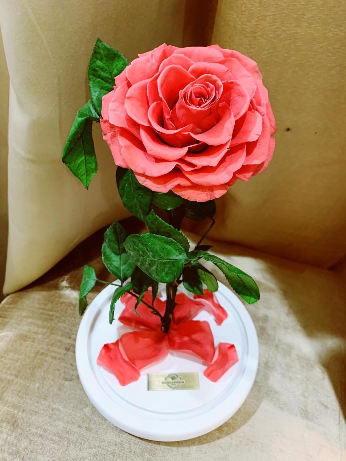 Eternity Rose in Enchanted Glass Dome
