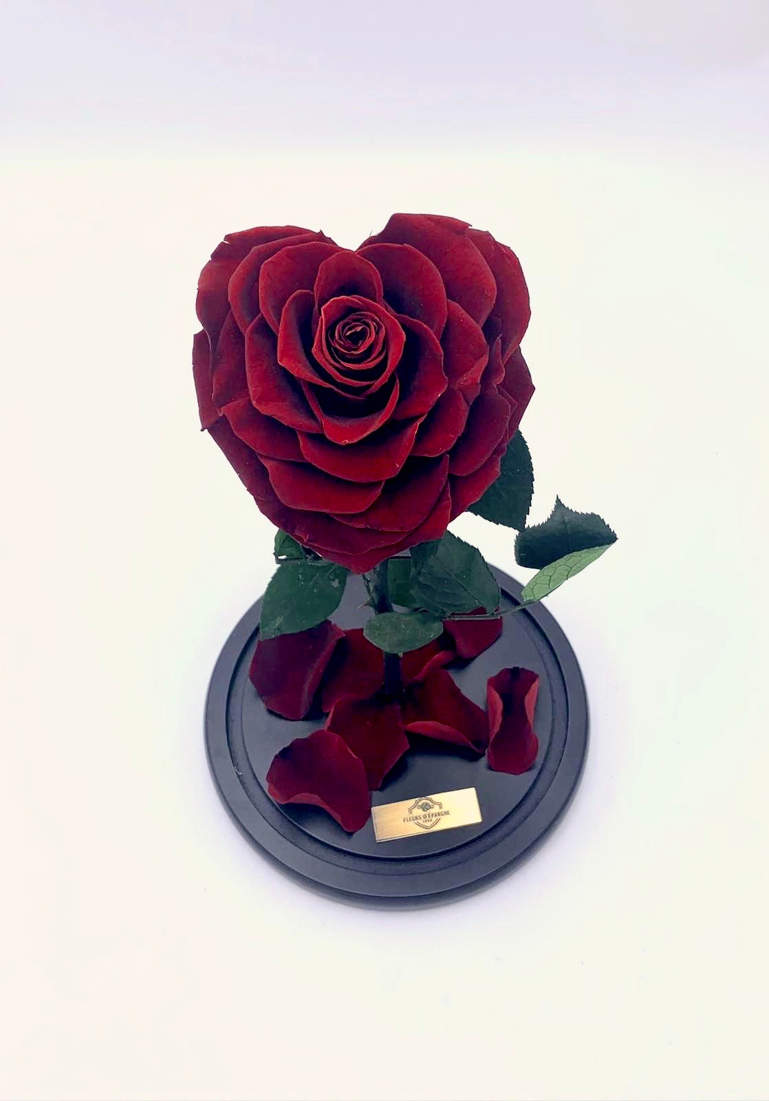 Enchanted Rose in Glass Dome