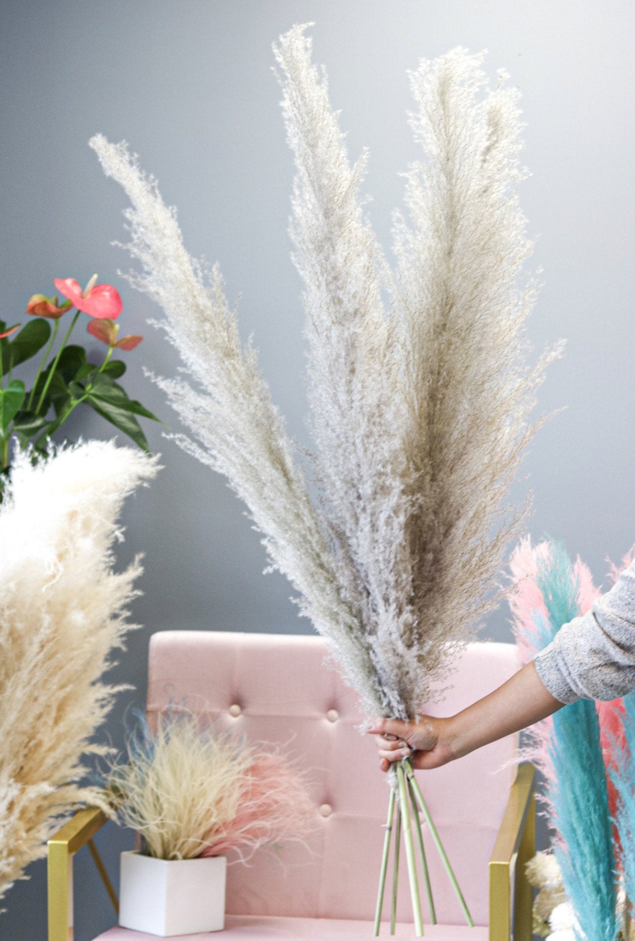 Pampas Grass - Gray