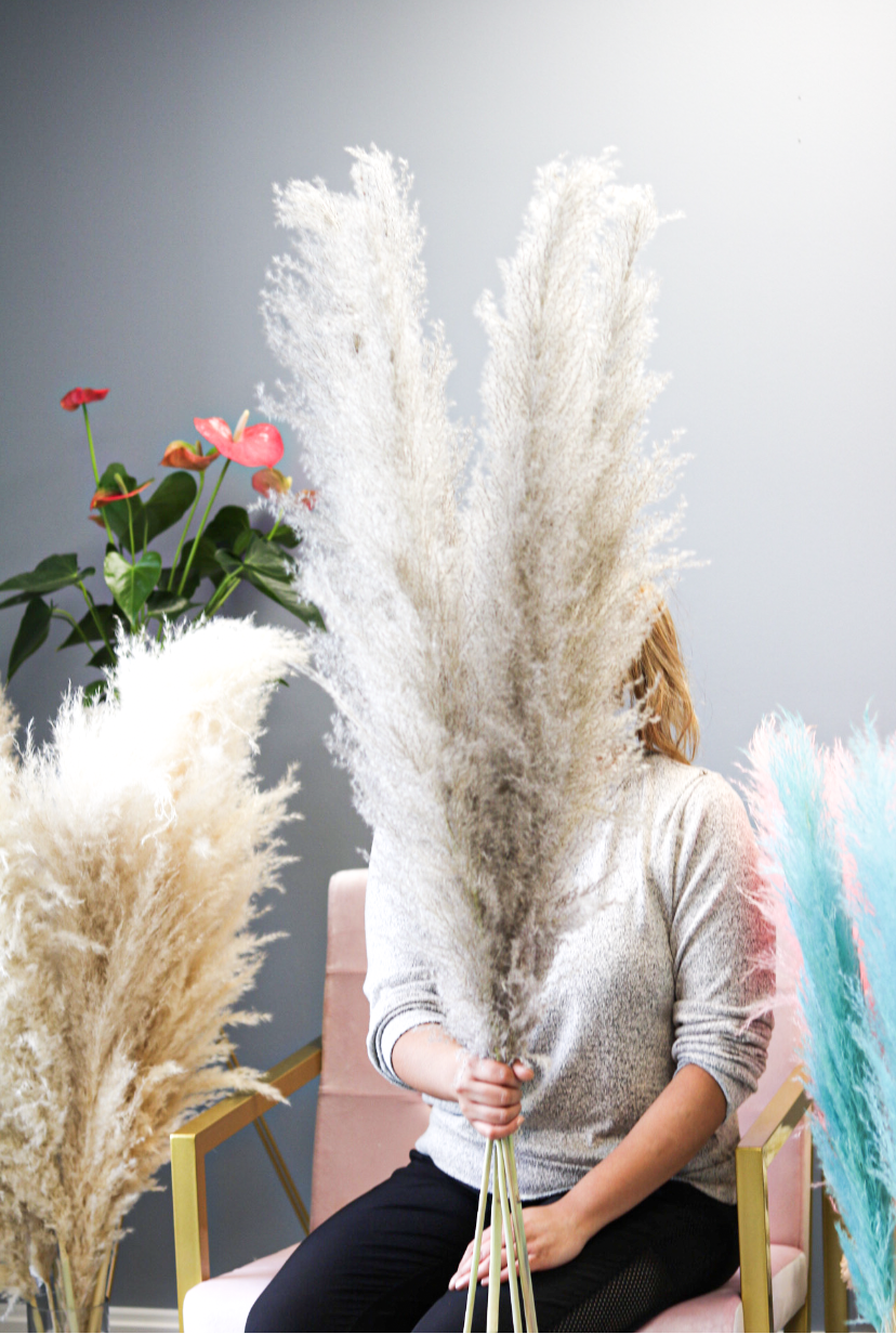 Pampas Grass - Gray