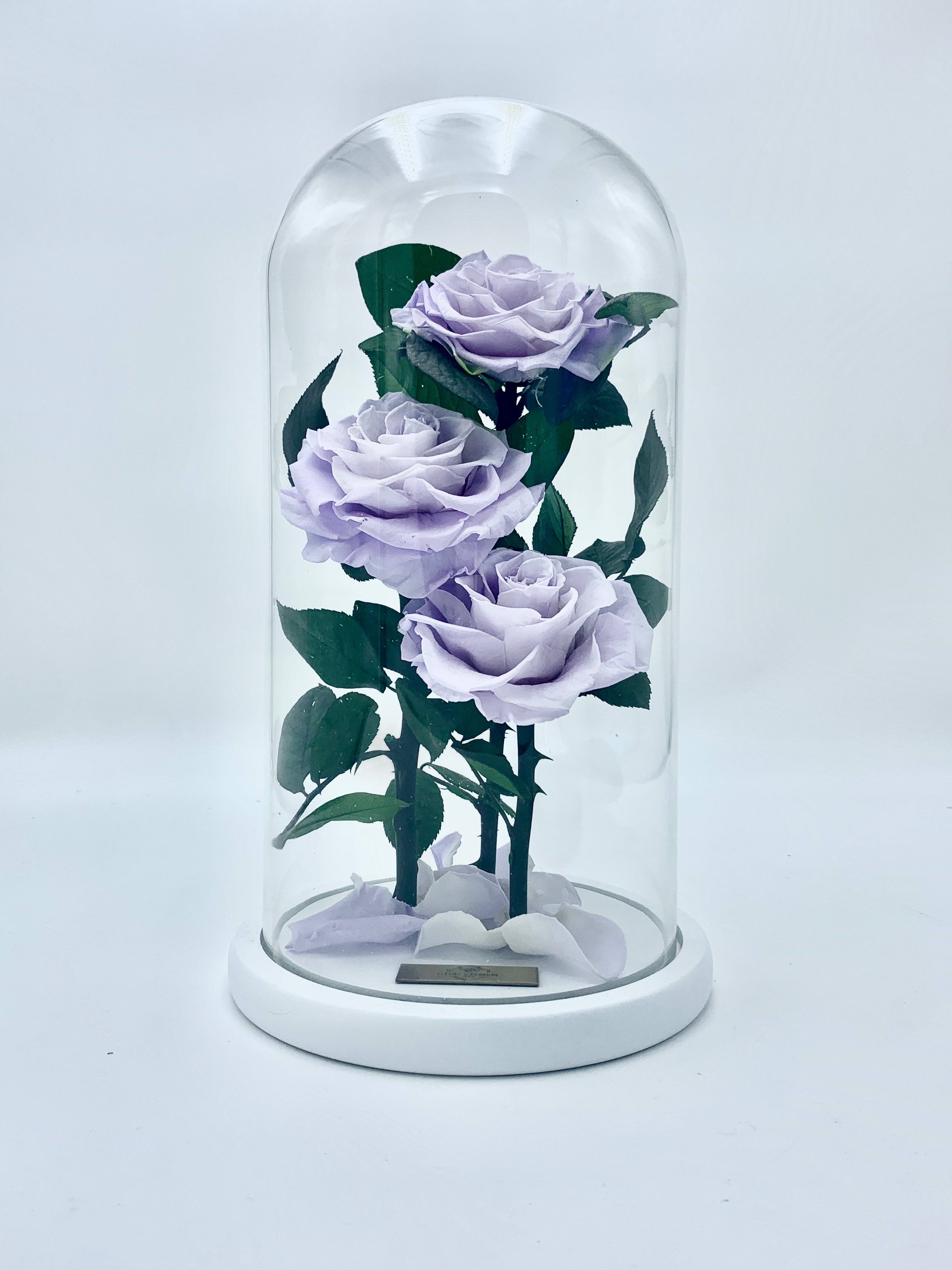 Eternity 3-in-1 Rose in Enchanted Glass Dome