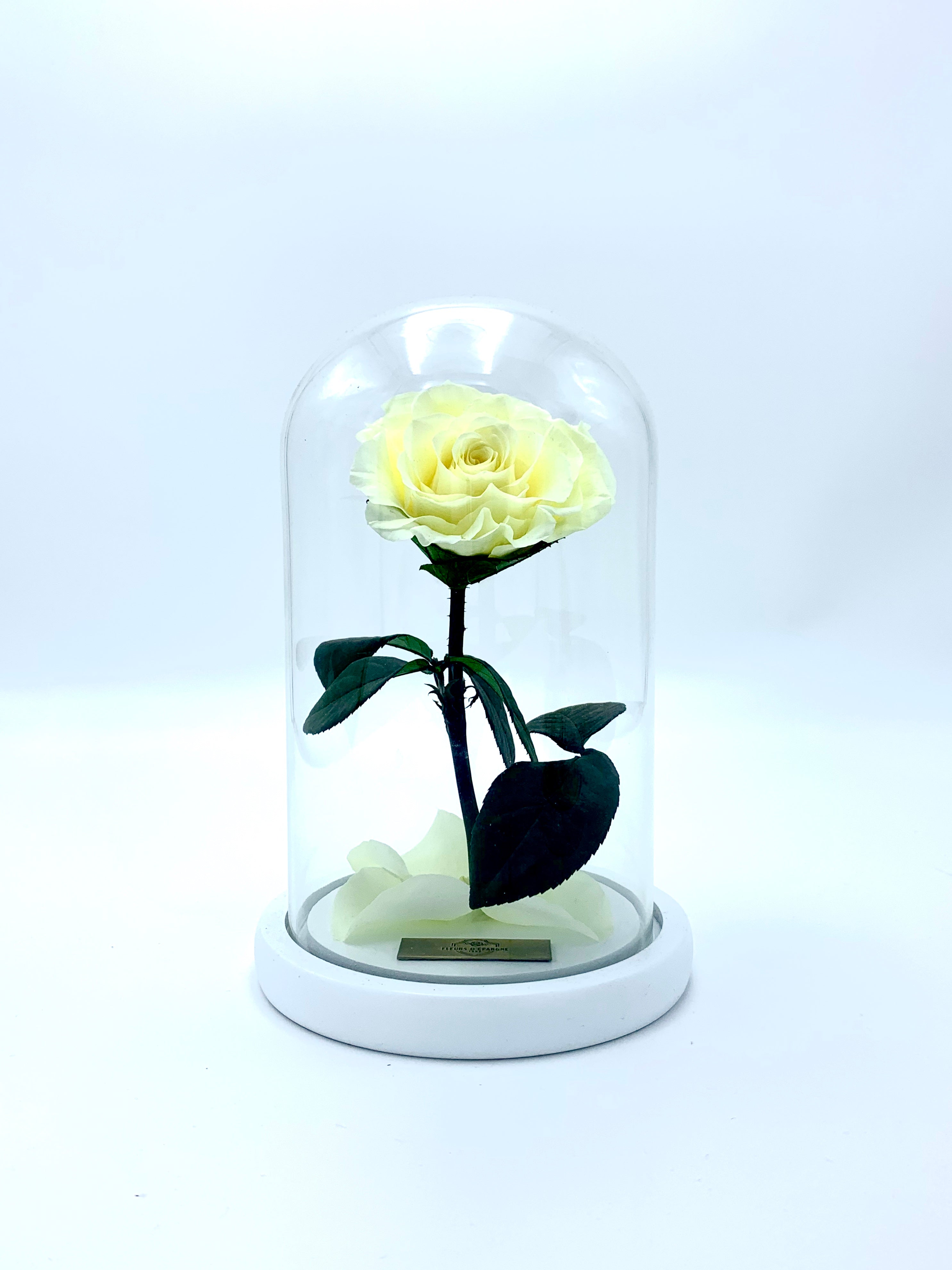 Medium Enchanted Glass Dome