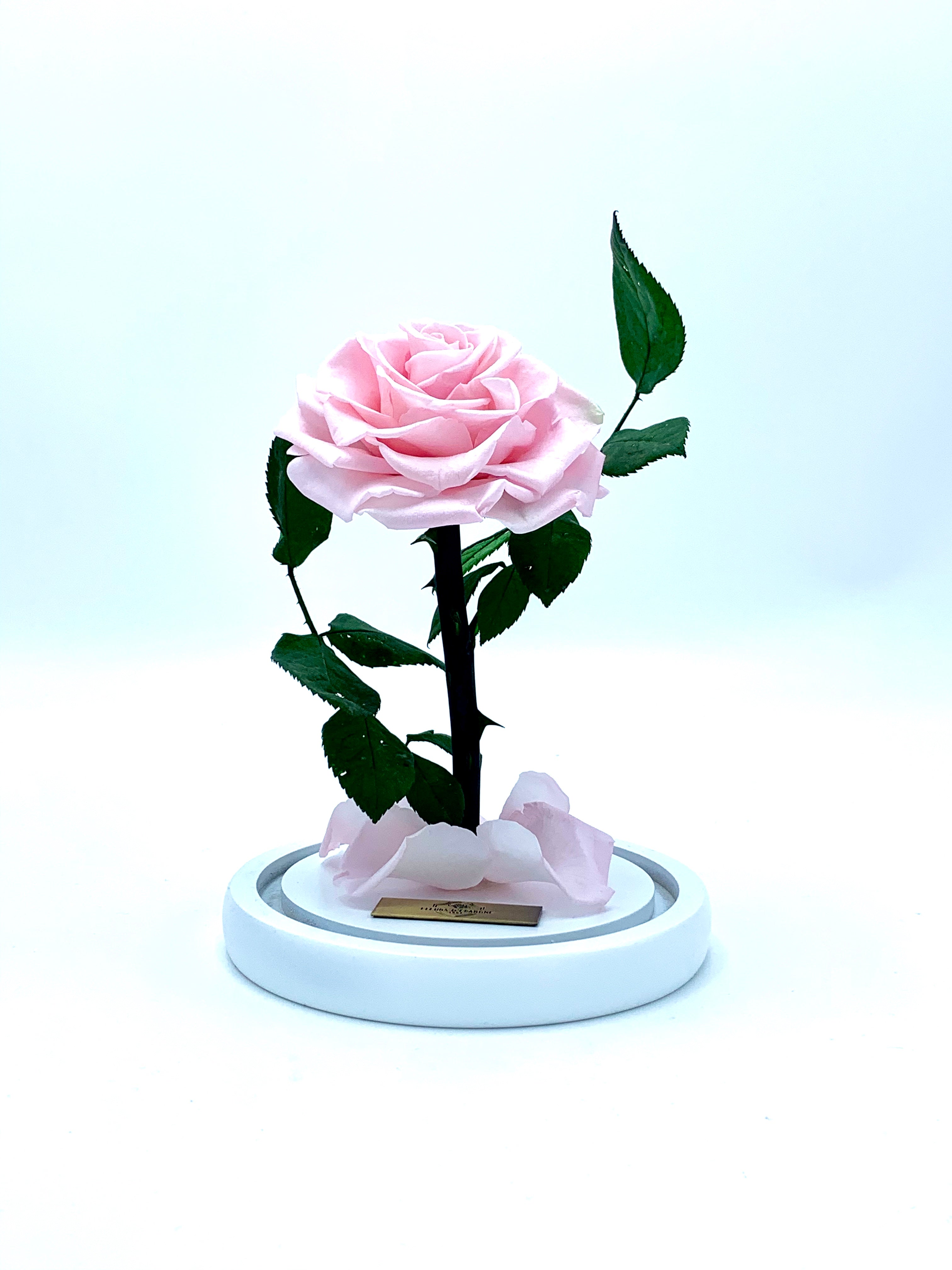Medium Enchanted Glass Dome