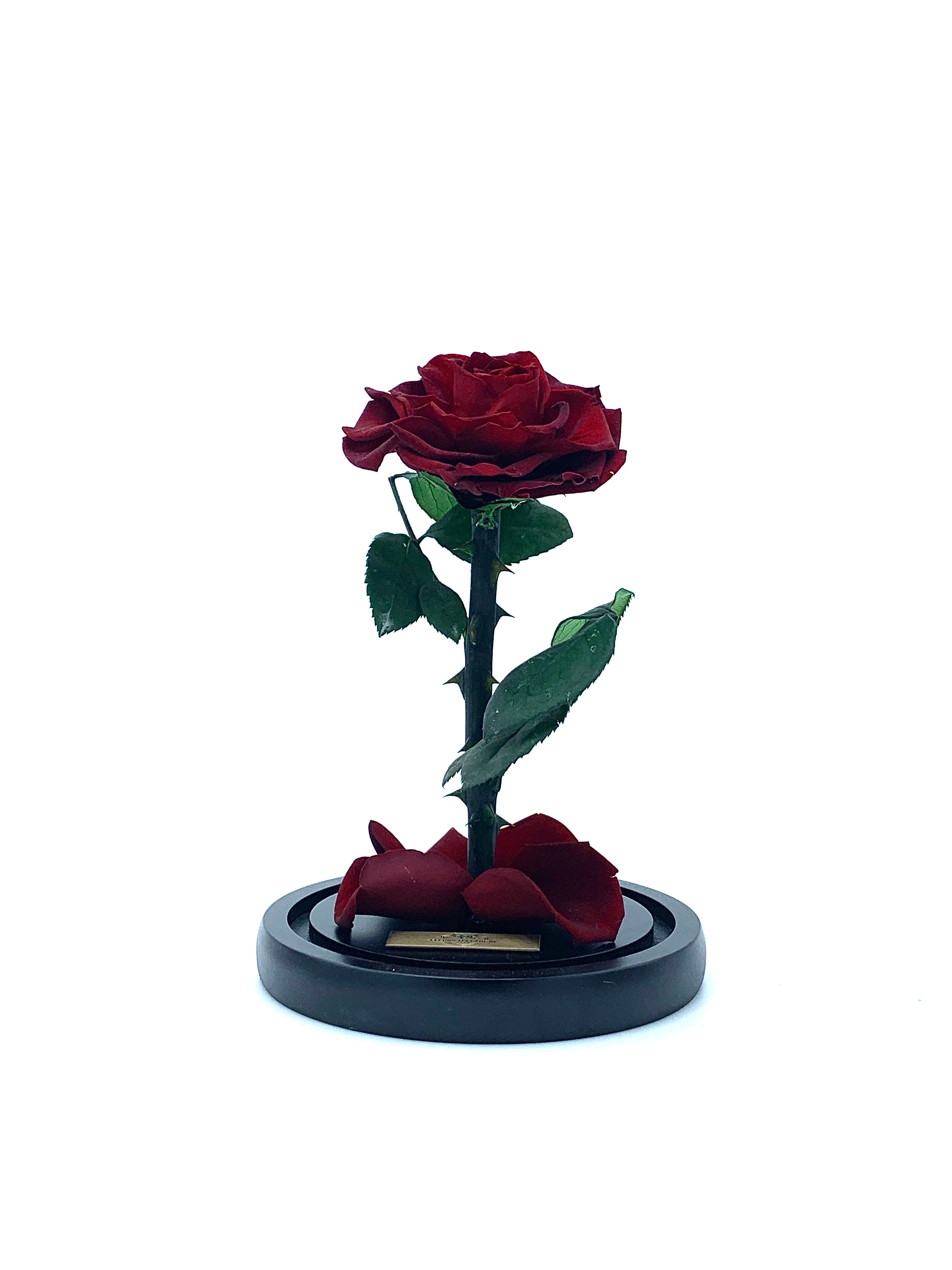 Medium Enchanted Glass Dome
