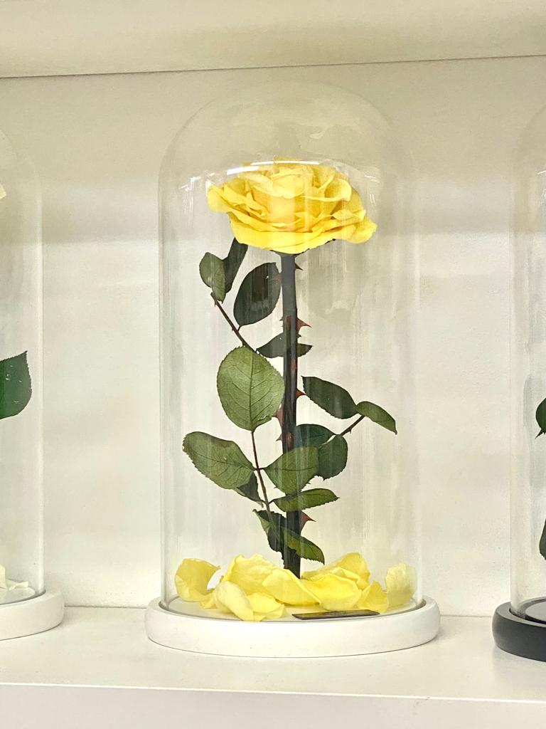 Eternity Rose in Enchanted Glass Dome