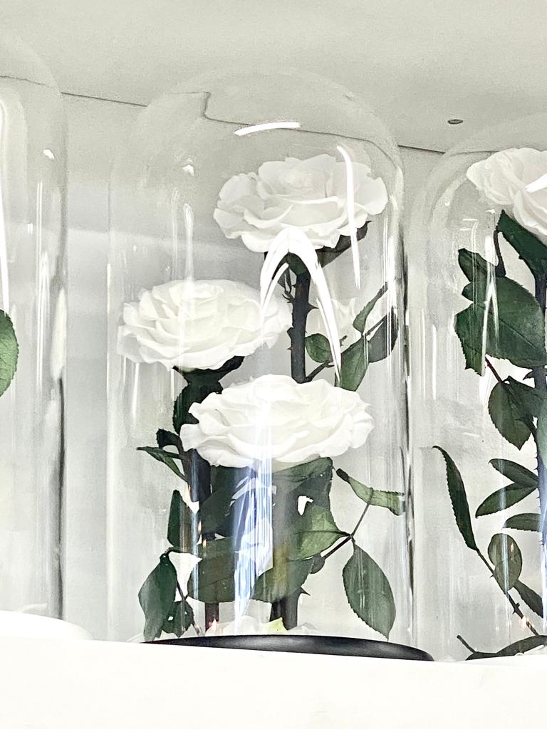 Eternity 3-in-1 Rose in Enchanted Glass Dome