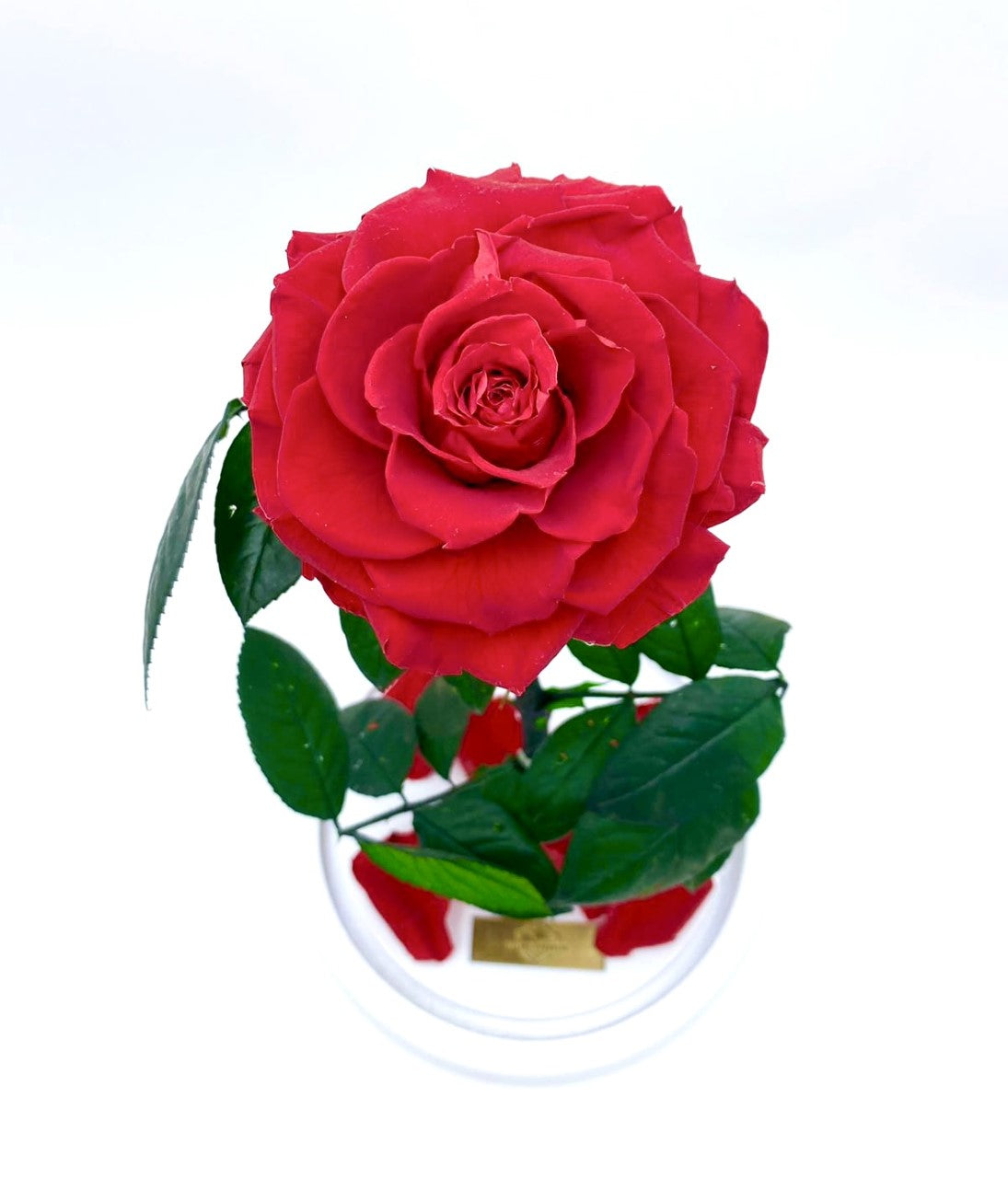 Eternity Rose in Enchanted Glass Dome