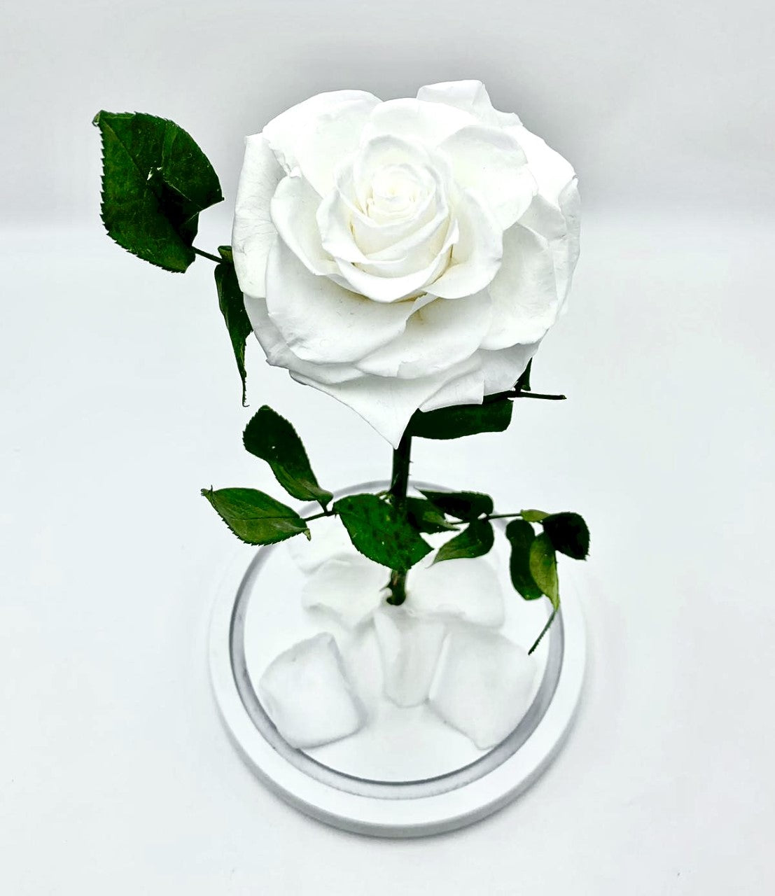 Eternity Rose in Enchanted Glass Dome