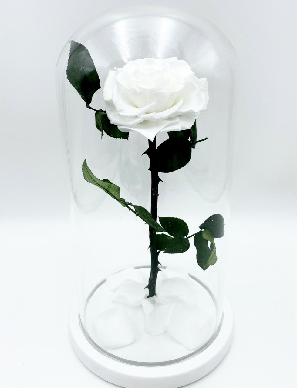 Eternity Rose in Enchanted Glass Dome
