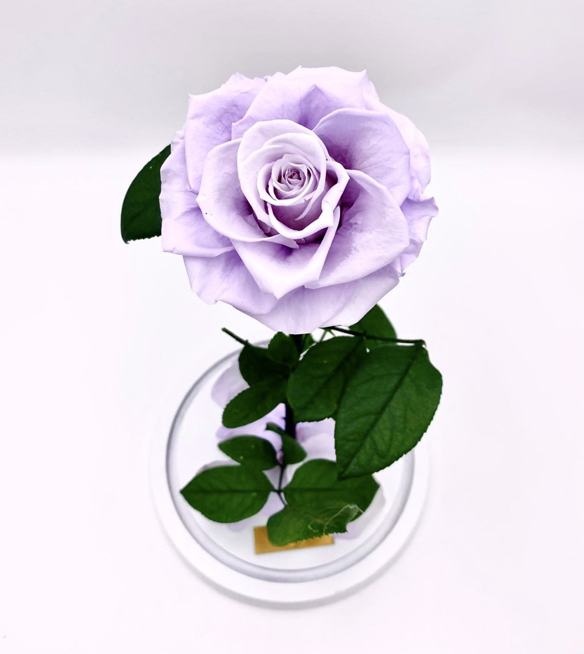 Eternity Rose in Enchanted Glass Dome