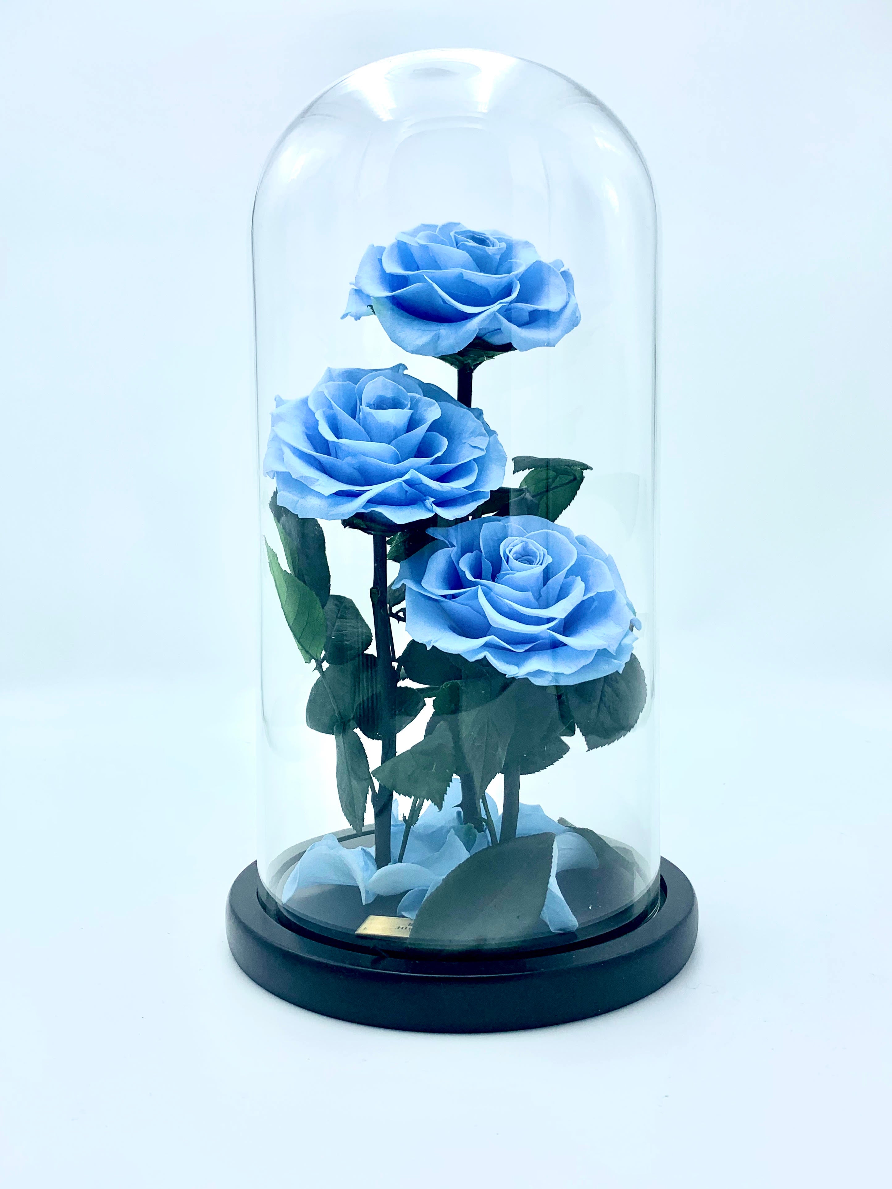 Eternity 3-in-1 Rose in Enchanted Glass Dome