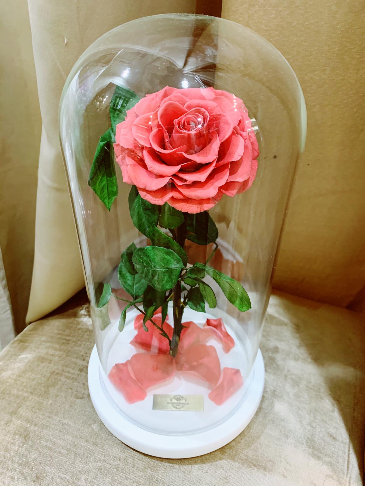 Eternity Rose in Enchanted Glass Dome